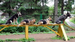 DOG TRAINING CENTER "WORKING DOG"