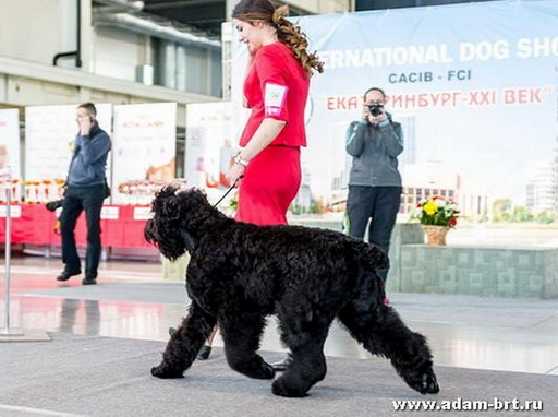 Adam Racy Style STEFANIJA - EXL, CW, BEST JUNIOR BITCH! BEST JUNIOR OF BREED!!!