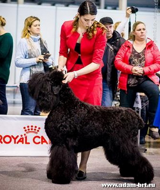 Adam Racy Style PHARAOH  BEST PUPPY OF BREED!!!