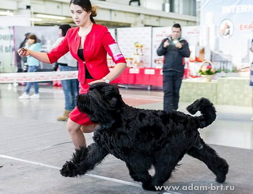 Adam Racy Style BERENIS - 
HAS CLOSED A TITLE INTERCHAMPION!!!!!