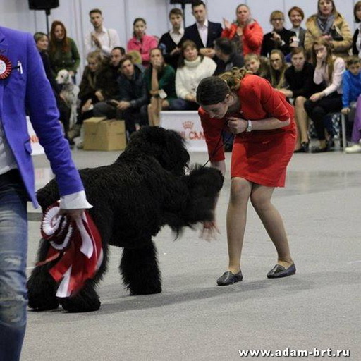 Adam Racy Style DAVID - CHAMPION RKF!!!