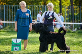 Adam Racy Style CHERNAYA ZHEMCHUZHINA - INTERMEDIA CLASS WINNER! PRIZE WINNER OF NATIONAL CLUB SPECIALTY BLACK RUSSIAN TERRIERS DOG SHOW!