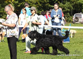 Adam Racy Style ALEXANDRA - BEST VETERAN OF BLACK RUSSIAN TERRIER BREED! BRT DOG SHOW VETERAN WINNER!
