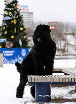 Adam Racy Style  -      !  !  !  !  : T-1, -1, , BH, VT