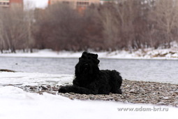 Adam Racy Style  -      !  !  !  !  : T-1, -1, , BH, VT