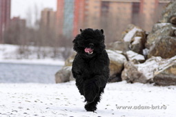 Adam Racy Style  -      !  !  !  !  : T-1, -1, , BH, VT