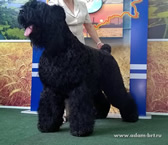 Adam Racy Style RYTSAR SVETA - RKF CHAMPION, INTERNATIONAL BEAUTY CHAMPION!