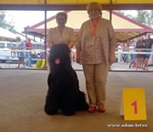 Adam Racy Style RYTSAR SVETA - RKF CHAMPION, INTERNATIONAL BEAUTY CHAMPION!