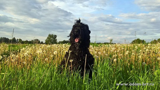 Adam Racy Style RYTSAR SVETA - JUNIOR CHAMPION OF NATIONAL BRT BREED CLUB, JUNIOR WINNER OF EURASIA, ADULT CHAMPION OF EURASIA!