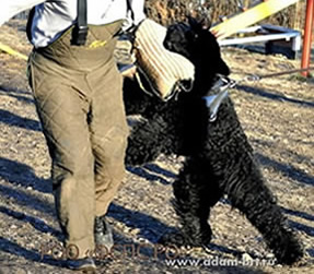 Adam Racy Style LUBOSLAVA at the training!