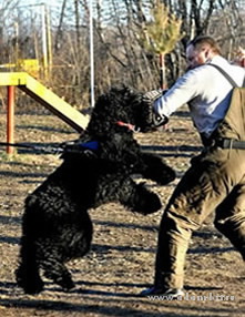 Adam Racy Style LUBOSLAVA at the training!