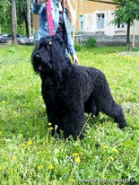 Adam Racy Style LUBOSLAVA - CHAMPION of RUSSIA!