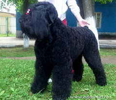 Adam Racy Style LUBOSLAVA - CHAMPION of RUSSIA!