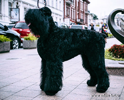 Adam Racy Style LUCKY LEADER  BEST JUNIOR OF BREED!!!