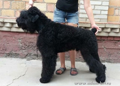 Adam Racy Style LAVR - JUNIOR CHAMPION OF KYRGYZSTAN!