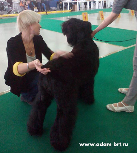 Adam Racy Style LIBERA - BEST JUNIOR OF BREED!!!