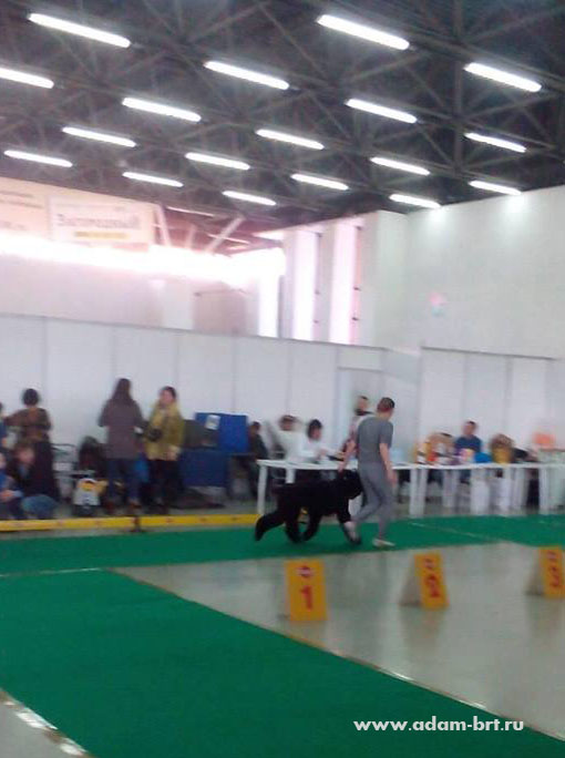 Adam Racy Style LIBERA - BEST JUNIOR OF BREED!!!