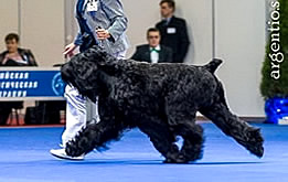 CHERNY RYTSAR iz Russkoi Dinastii