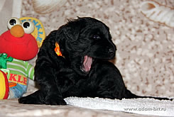 BRT Puppies of Adam Racy Style ALEKSANDRA x CHERNIY RYTSAR iz Russkoi Dinastii