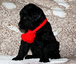 BRT Puppies of Adam Racy Style ALEKSANDRA x CHERNIY RYTSAR iz Russkoi Dinastii