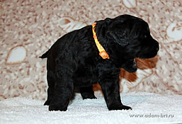 BRT Puppies of Adam Racy Style ALEKSANDRA x CHERNIY RYTSAR iz Russkoi Dinastii