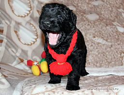 BRT Puppies of Adam Racy Style ALEKSANDRA x CHERNIY RYTSAR iz Russkoi Dinastii