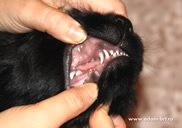 Charming puppy of Russian Black Terrier on sale!