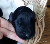 Russian black terrier puppies, BRT puppies, Adam Racy Style TRIUMPH + ZABELA!