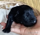 Russian black terrier puppies, BRT puppies, Adam Racy Style TRIUMPH + ZABELA!