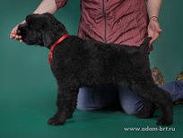 Russian Black Terrier puppy from the Kennel is for sale!