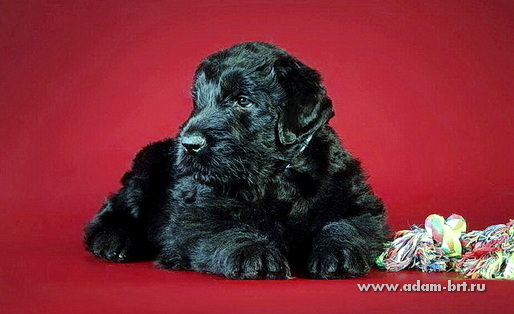 ������� ������ ������, ������ ����� �� ���������. �������� ����� ��� � ���������, ������ ����� � ������. ��������� �������� Adam Racy Style