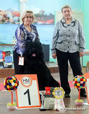 Beautiful Russian Black Terrier puppies of Adam Racy Style RYTSAR SVETA & FEMINISTKA s Zolotogo Grada!