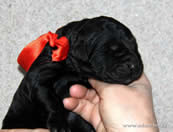 Heroic Russian Black Terrier puppies from the kennel - Adam Racy Style ISABEL and RYTSAR SVETA!