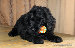 Superior Russian Black Terrier puppies for sale from the kennel - Adam Racy Style ISABEL and RYTSAR SVETA!