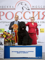 Pride Russian Black Terrier puppies on sale from the kennel - Adam Racy Style INFINITI and RYTSAR SVETA!