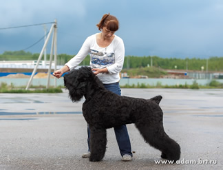 Pride Russian Black Terrier puppies on sale from the kennel - Adam Racy Style INFINITI and RYTSAR SVETA!