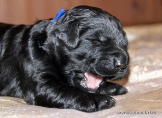Glory Black Russian Terrier puppies from the kennel is on sale - Adam Racy Style ALEKSANDRA and YARKIY LUCH s Zolotogo Grada!