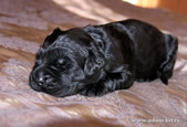 The cute  Black Russian Terrier puppies from the kennel is for sale - Adam Racy Style ALEKSANDRA and YARKIY LUCH s Zolotogo Grada!