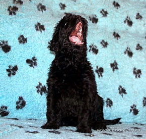 The great Russian Black Terrier puppies from the Kennel are on sale now - Adam Racy Style ALEKSANDRA and YARKIY LUCH s Zolotogo Grada!