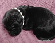 Cute thoroughbred Russian Terrier Black puppies from the kennel is on sale - ARS KLASSIKA and MITYAI ZG!