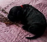 Cute thoroughbred Russian Terrier Black puppies from the kennel is on sale - ARS KLASSIKA and MITYAI ZG!