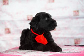 Charming thoroughbred Russian Black Terrier puppies from the kennel are for sale - Adam Racy Style KLASSIKA and MITYAI s Zologtogo Grada!