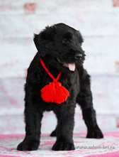 Charming thoroughbred Russian Black Terrier puppies from the kennel are for sale - Adam Racy Style KLASSIKA and MITYAI s Zologtogo Grada!