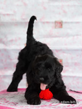 Charming thoroughbred Russian Black Terrier puppies from the kennel are for sale - Adam Racy Style KLASSIKA and MITYAI s Zologtogo Grada!