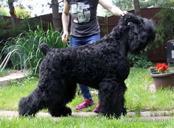 Purebred Russian Black Terrier puppies from kennel are on sale - Adam Racy Style RYTSAR SVETA and Sotsvetie SHARDENA BLACK!
