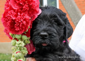 Thoroughbred Russian Black Terrier puppies from the kennel are for sale - Adam Racy Style RYTSAR SVETA and Sotsvetie SHARDENA BLACK!