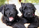 Thoroughbred Russian Black Terrier puppies from the kennel are for sale - Adam Racy Style RYTSAR SVETA and Sotsvetie SHARDENA BLACK!