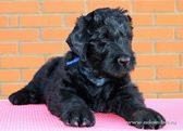 Thoroughbred Russian Black Terrier puppies from the kennel are for sale - Adam Racy Style RYTSAR SVETA and Sotsvetie SHARDENA BLACK!