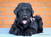 Thoroughbred Russian Black Terrier puppies from the kennel are for sale - Adam Racy Style RYTSAR SVETA and Sotsvetie SHARDENA BLACK!