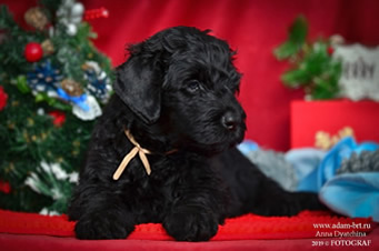        .     ! Adam Racy Style    Adam Racy Style 